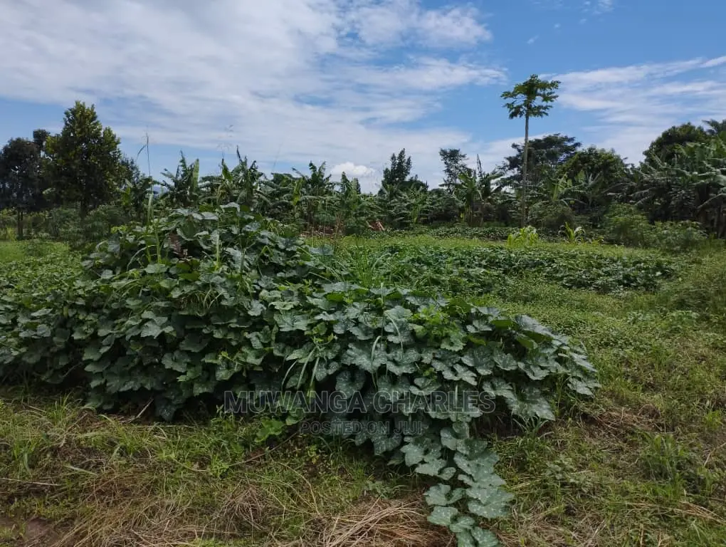 100by100ft Plot of Land for Sale at Buwate in Central Division