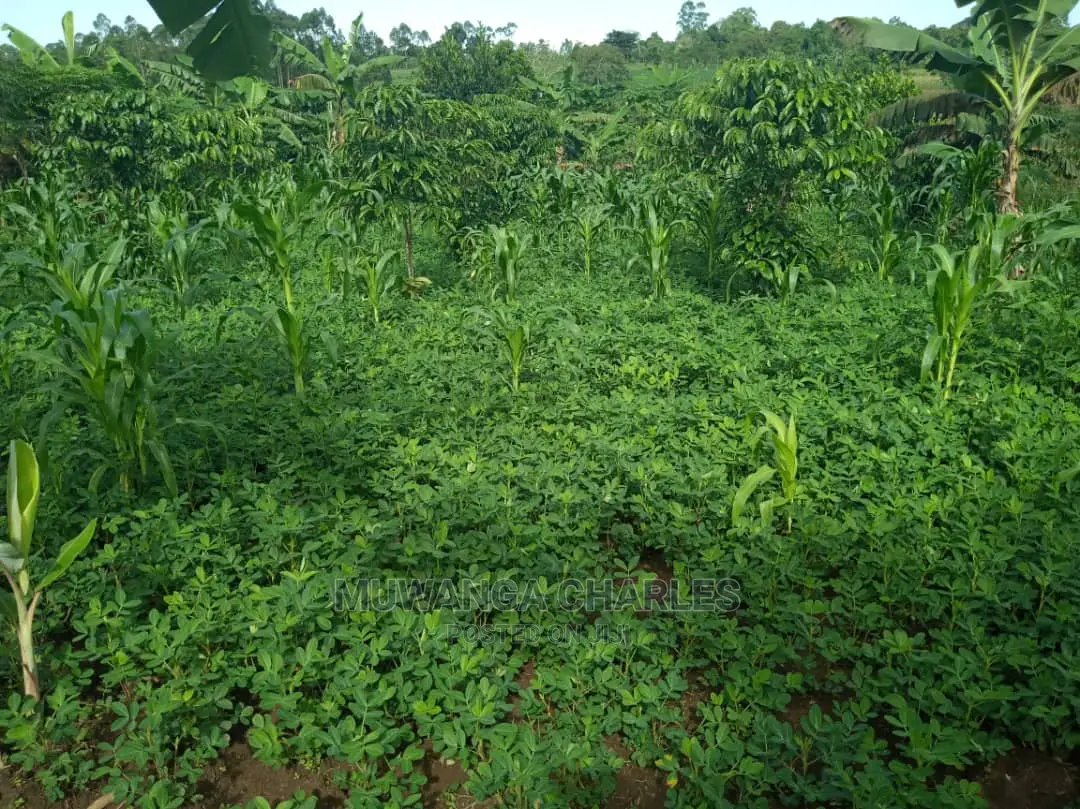 2acres of Land for Sale at Kikyusa in Central Division