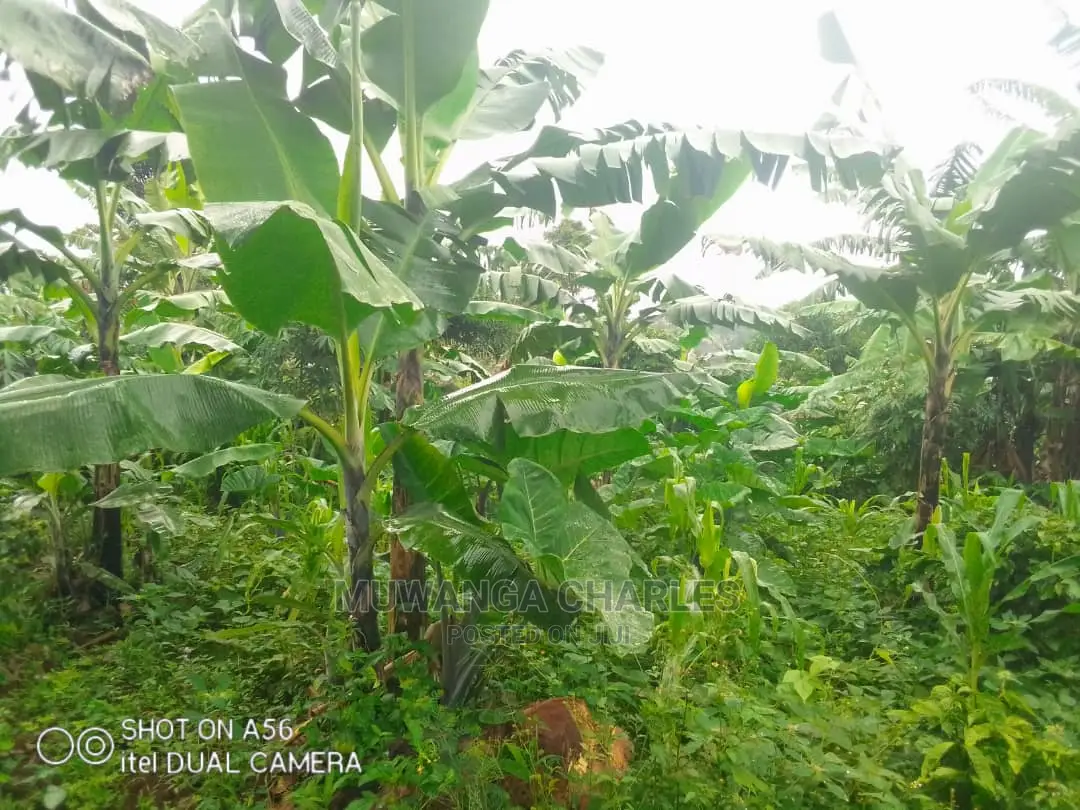 2acres of Land for Sale at Wabutungulu in Central Division