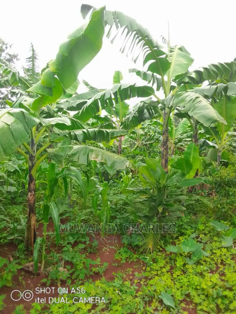 2acres of Land for Sale at Wabutungulu in Central Division