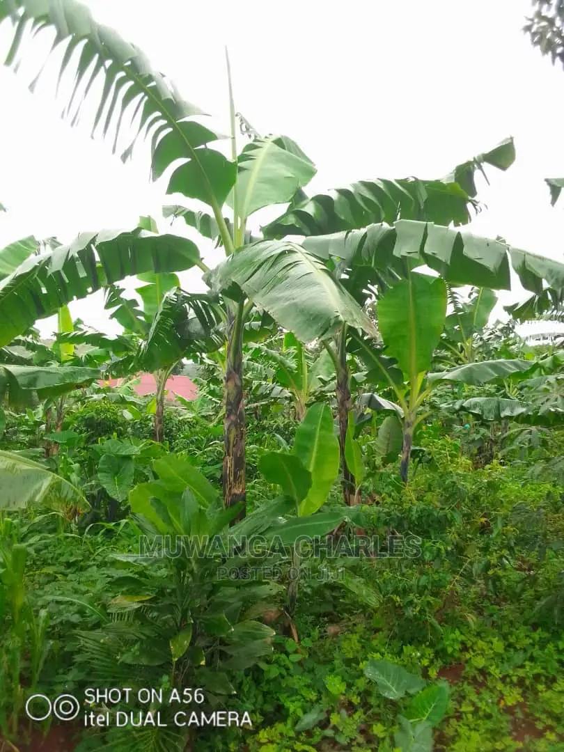 2acres of Land for Sale at Wabutungulu in Central Division