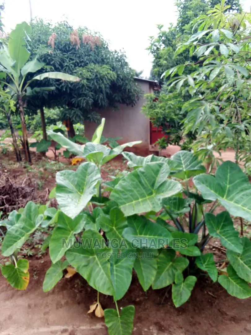 2acres of Land Available for Sale at Kikyusa in Central Division