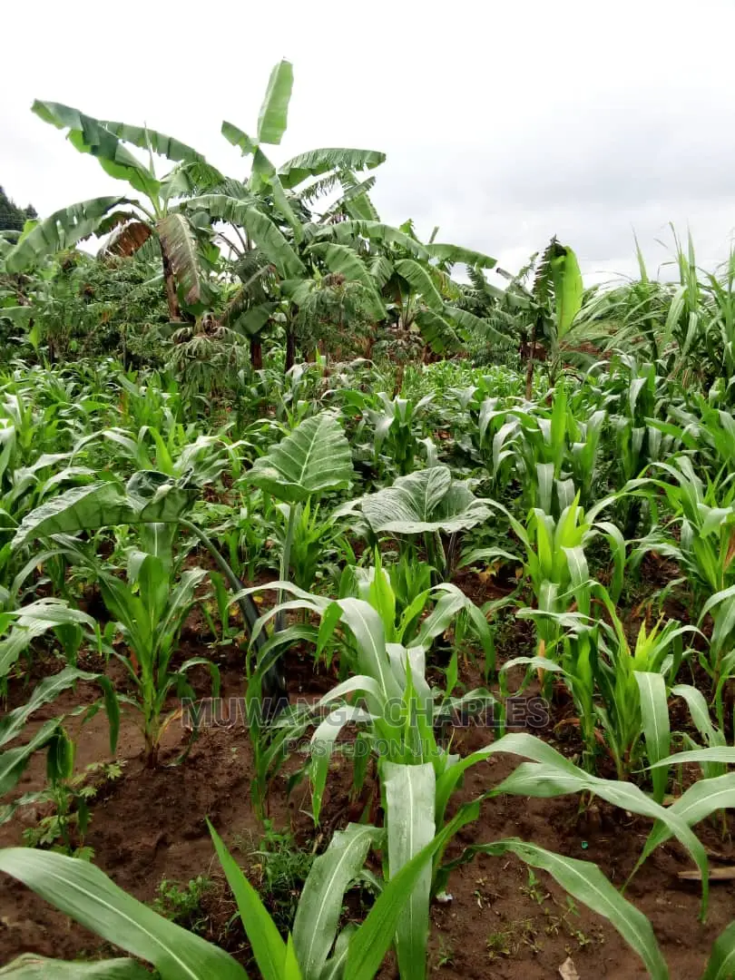 2acrs of Land Available for Sale at Busika in Central Division
