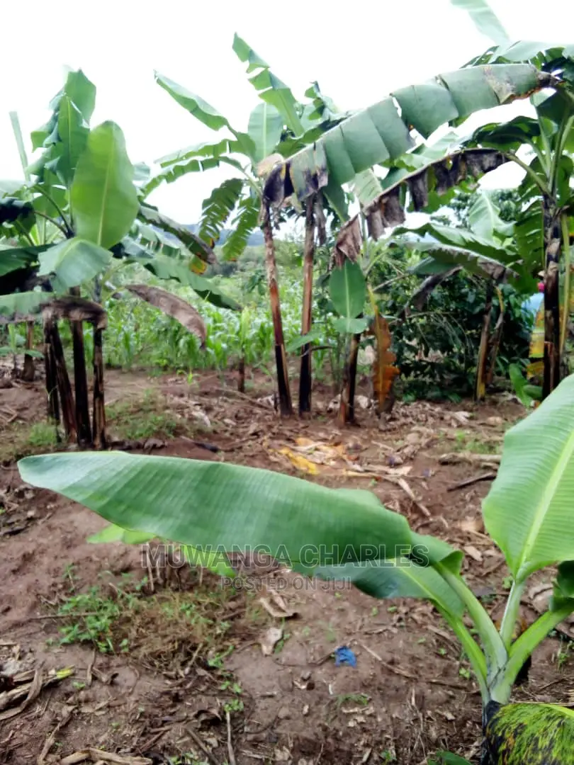 2acrs of Land Available for Sale at Busika in Central Division