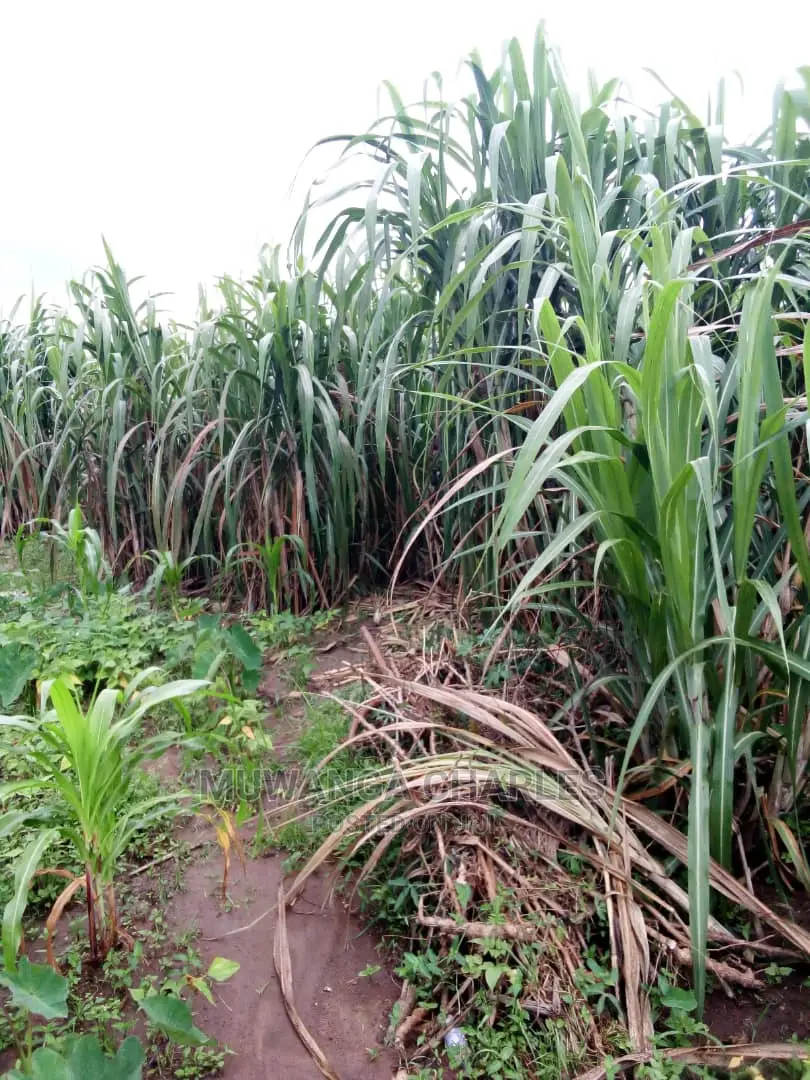 2acrs of Land Available for Sale at Busika in Central Division