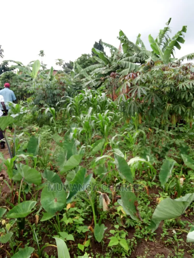 2acrs of Land Available for Sale at Busika in Central Division