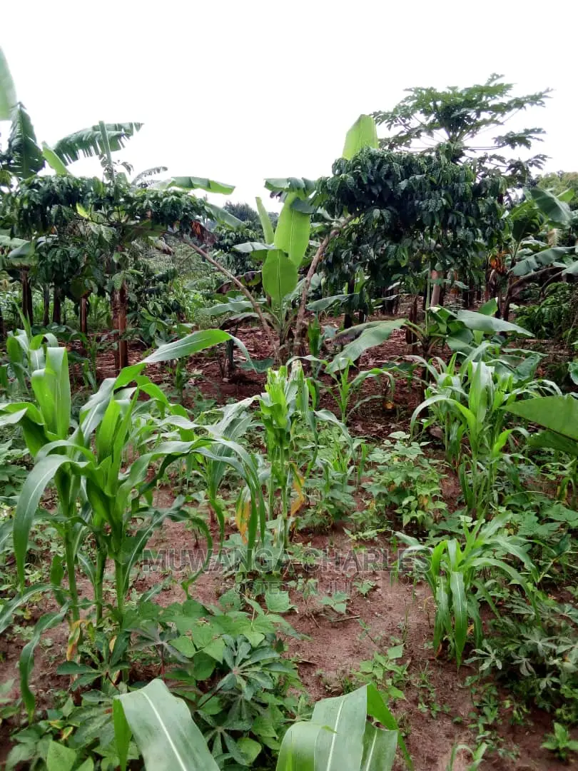2acrs of Land Available for Sale at Busika in Central Division