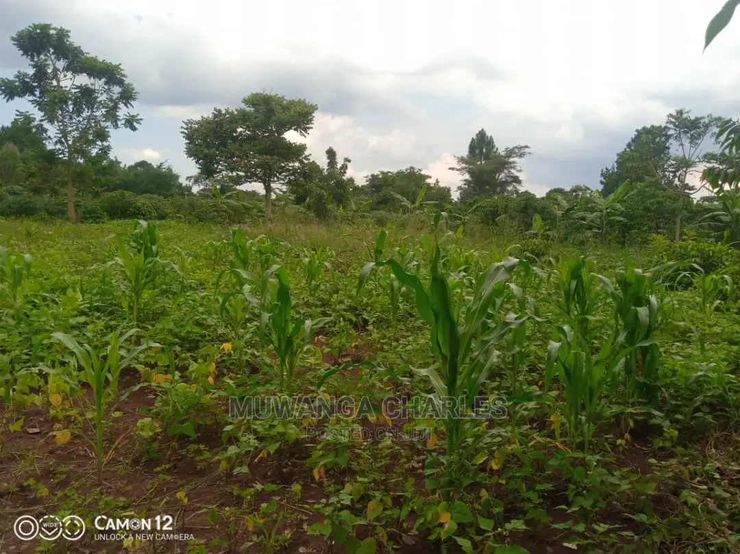12decimals Plot of Land Available for Sale at Busukuma in Busukuma