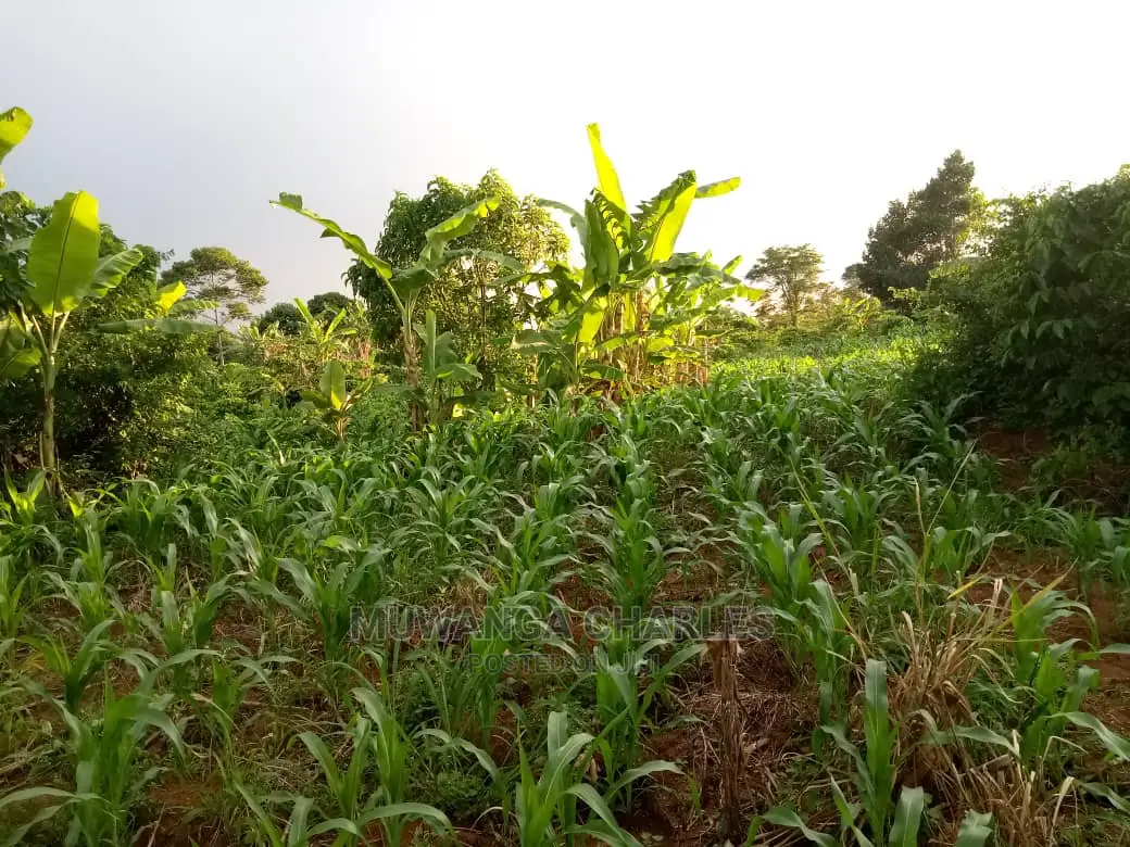 6acres of Land for Sale at Luwero in Central Division