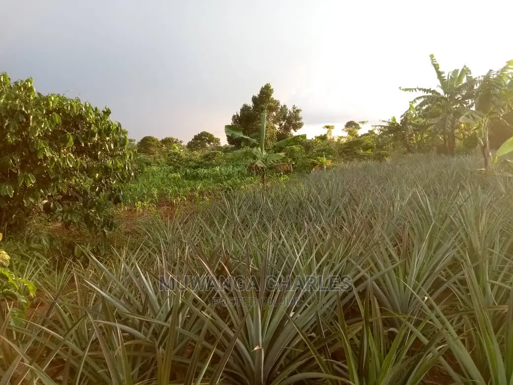 6acres of Land for Sale at Luwero in Central Division