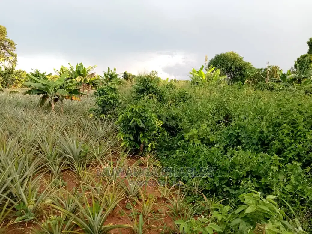 6acres of Land for Sale at Luwero in Central Division