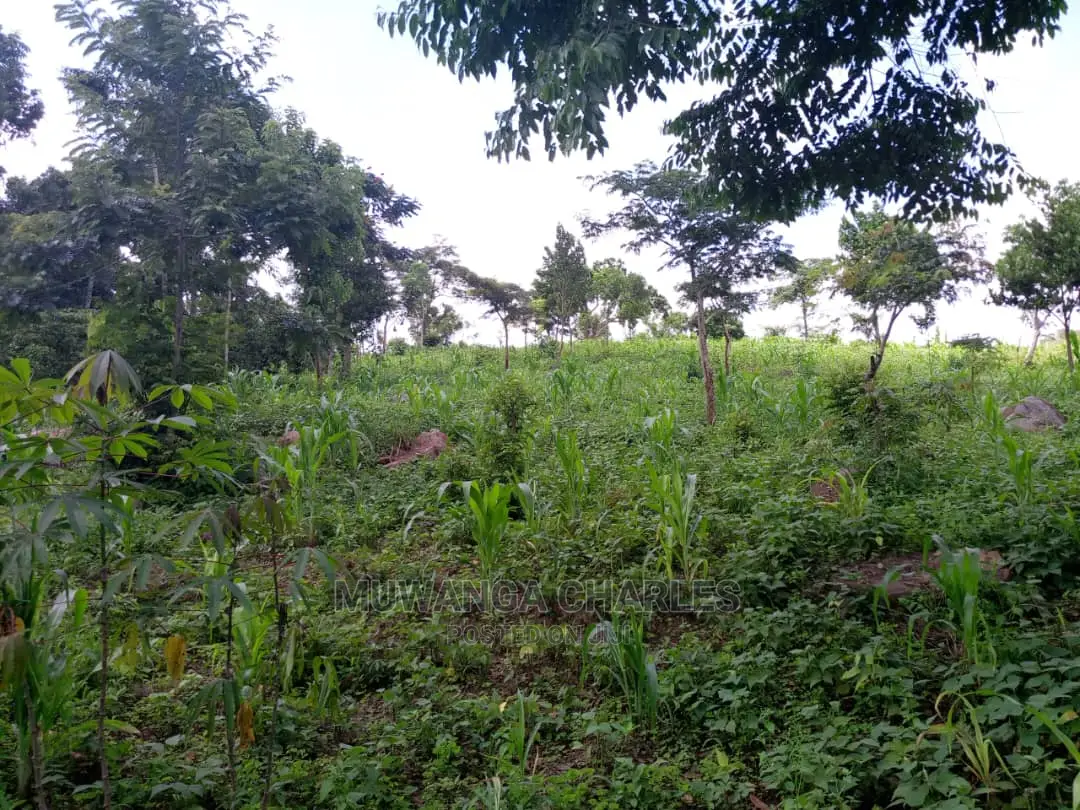 Plots Available for Sale at Kira in Central Division