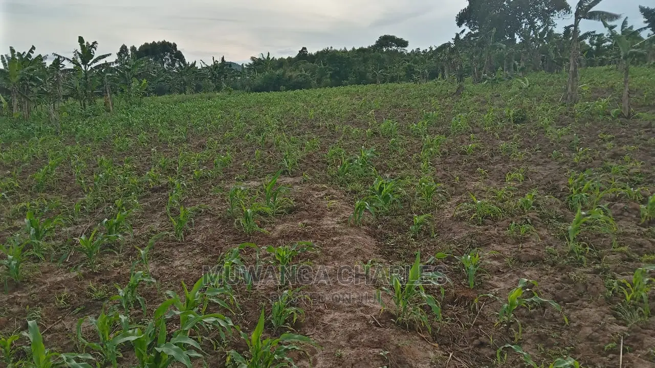 10acres of Land for Sale at Luwero in Central Division