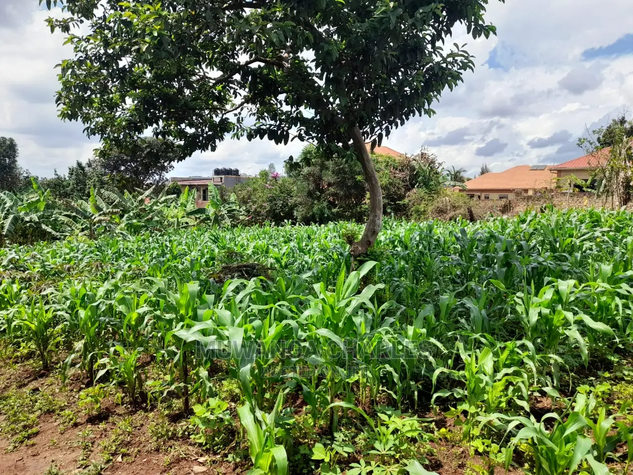 Plot's Available for Sale at Nakwero in Central Division