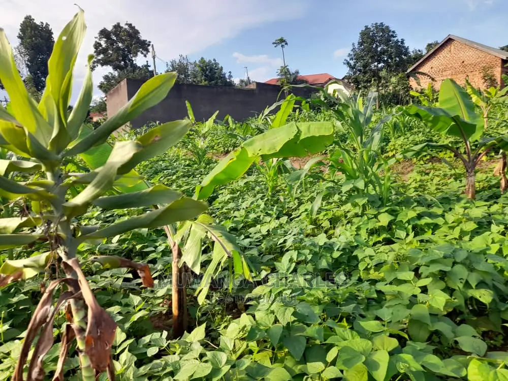 Plot's Available for Sale at Busika in Central Division