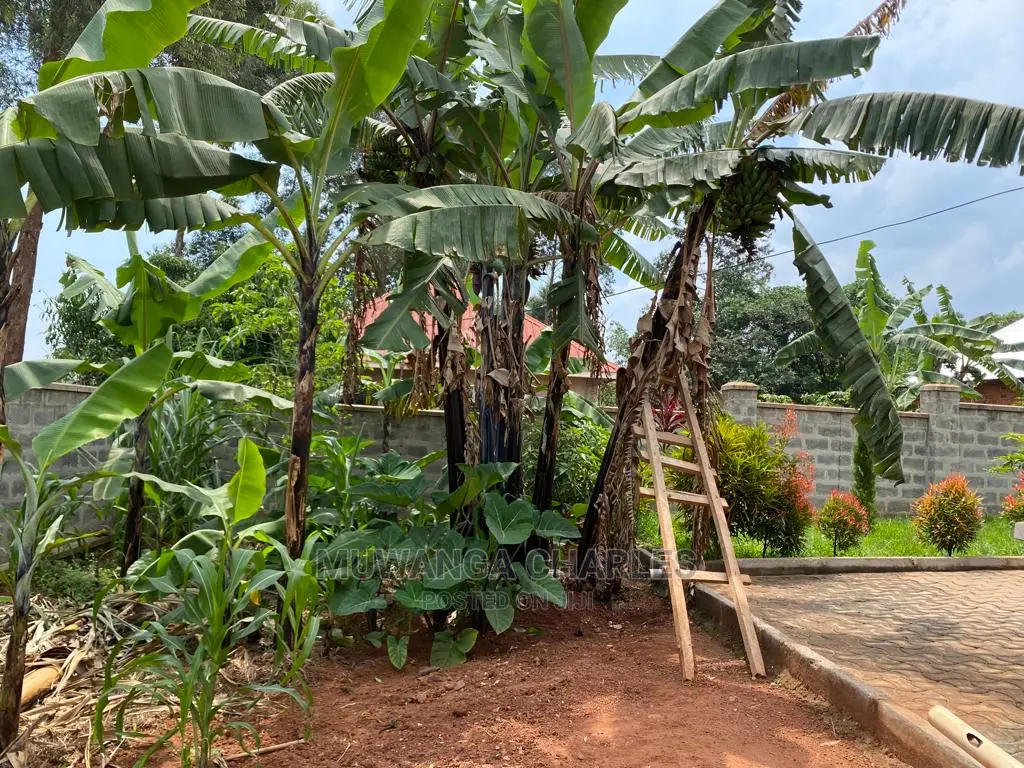 Plot's Available for Sale at Busika in Central Division