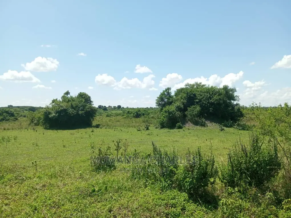 20acres Available for Sale at Luwero Kamira in Luwero / Luwero