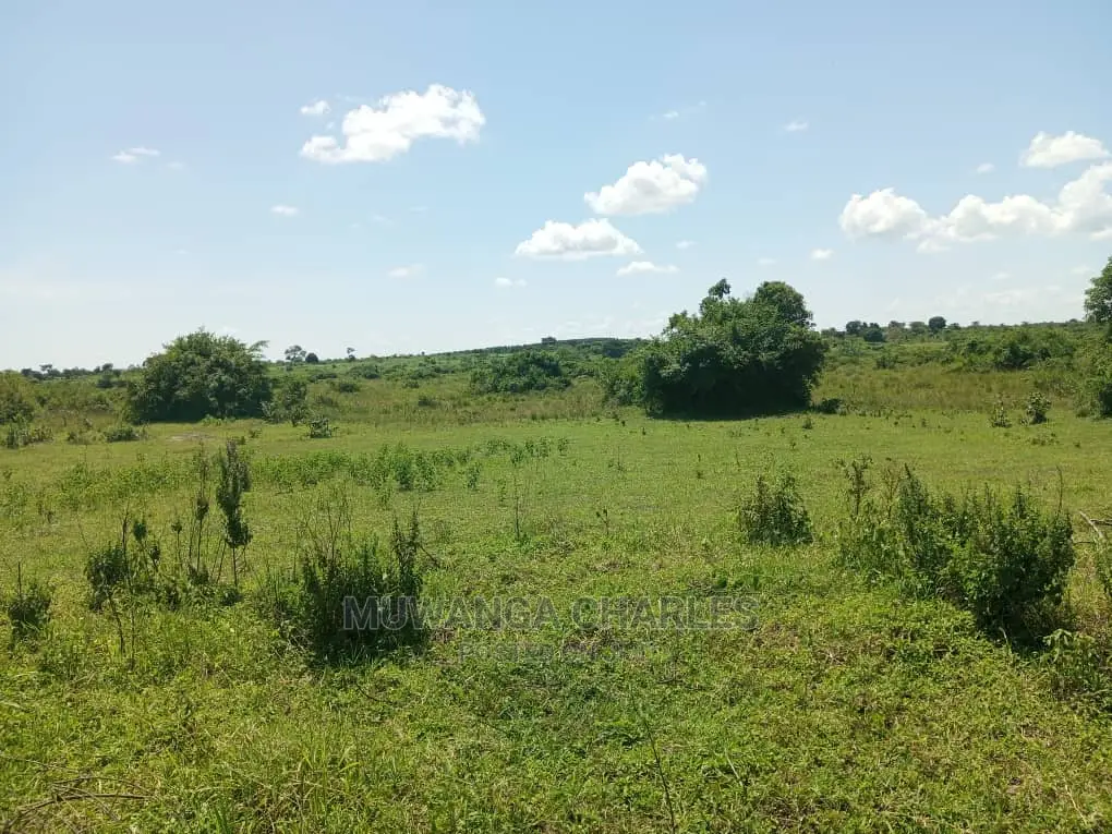 20acres Available for Sale at Luwero Kamira in Luwero / Luwero