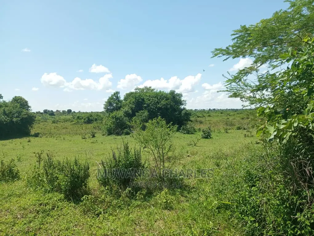 20acres Available for Sale at Luwero Kamira in Luwero / Luwero