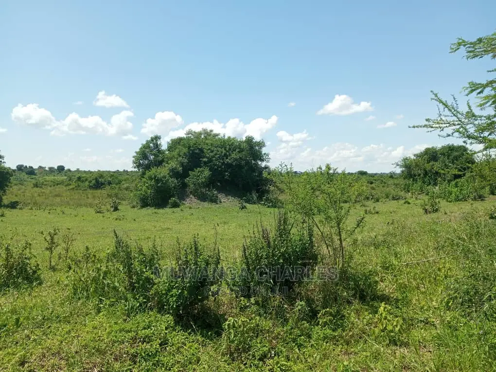 20acres Available for Sale at Luwero Kamira in Luwero / Luwero
