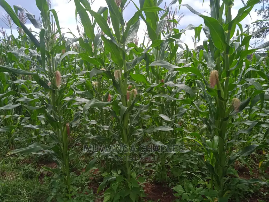 Land Available for Sale at Zirobwe Wabutungulu in Central Division