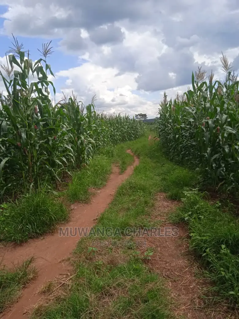Land Available for Sale at Zirobwe Wabutungulu in Central Division