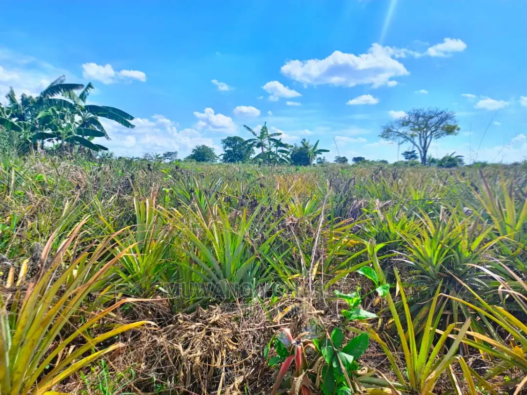 Land for Sale at Zirobwe Tongo in Central Division