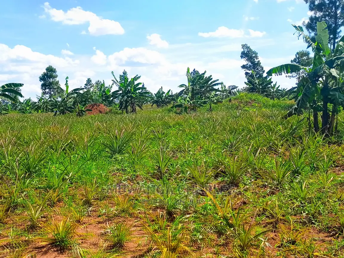 Land for Sale at Zirobwe Tongo in Central Division