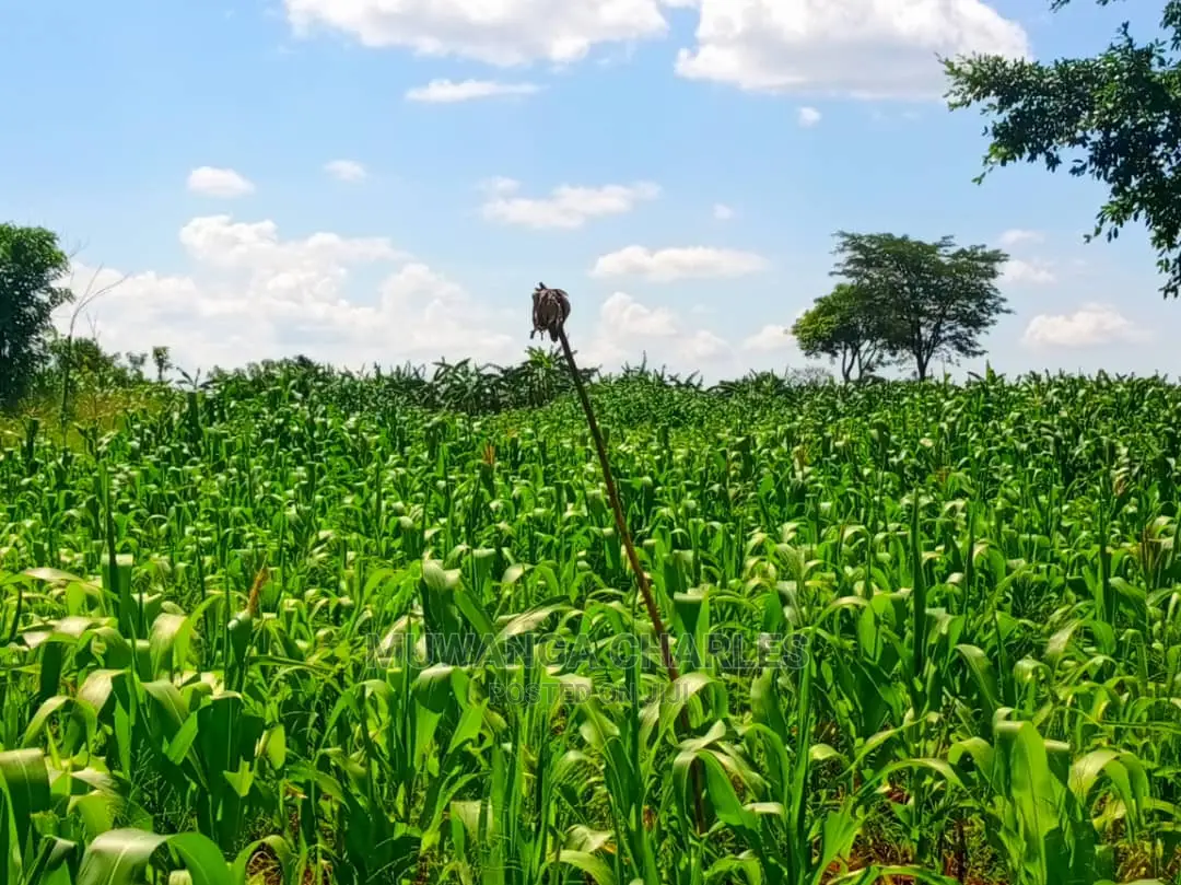 Land for Sale at Zirobwe Tongo in Central Division