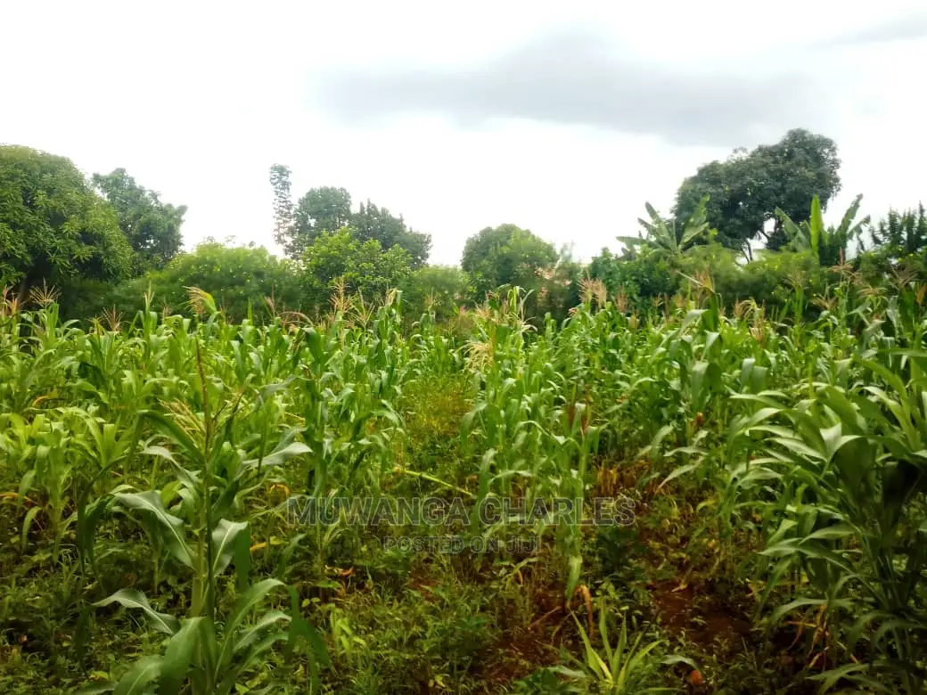 Plot for Sale at Gayaza Kabubu in Division A
