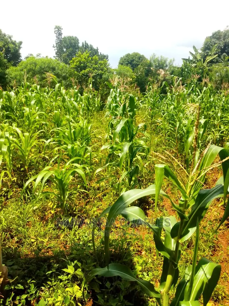 Plot for Sale at Gayaza Kabubu in Division A