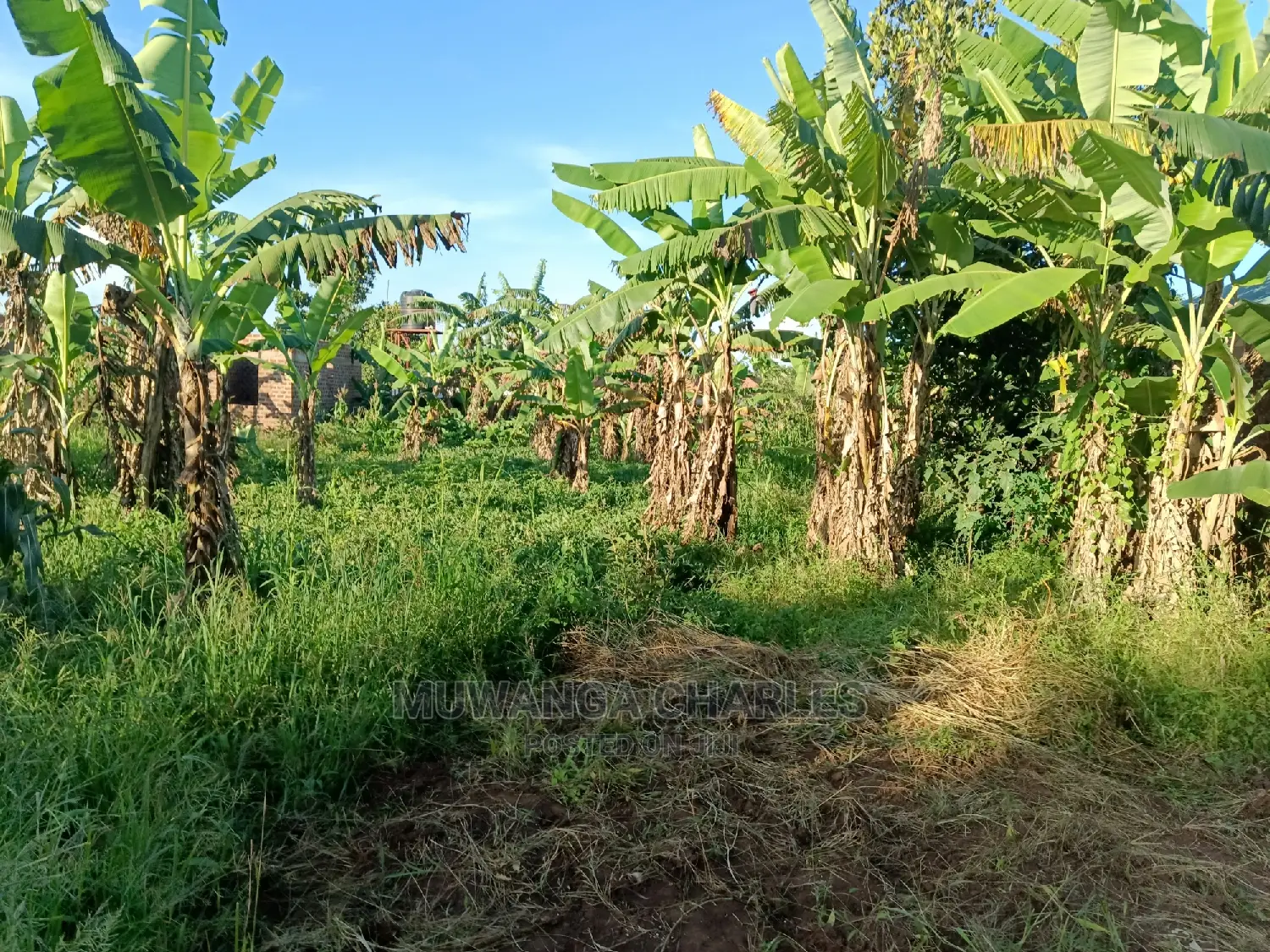 Plot's in Kira for Sale in Central Division