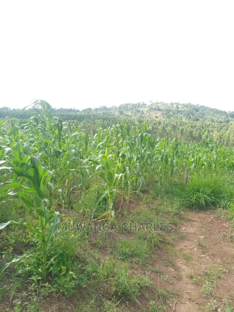 12decimals Plot in Gayaza Busukuma in Central Division