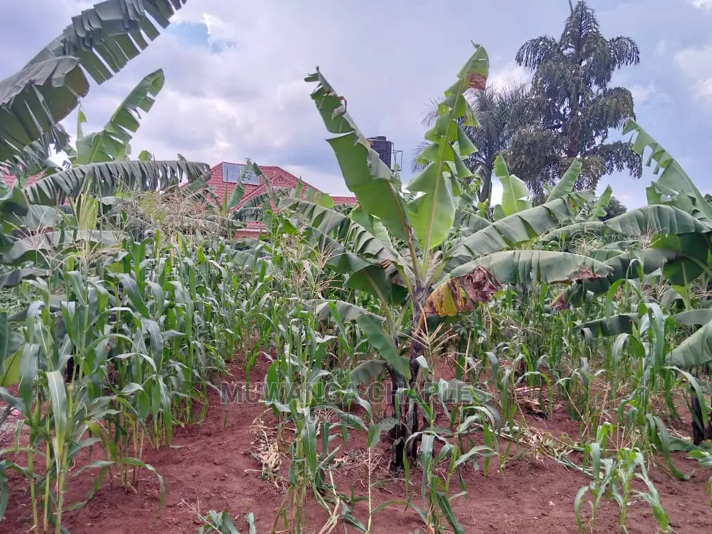 12decimals Plot in Gayaza Busukuma in Central Division