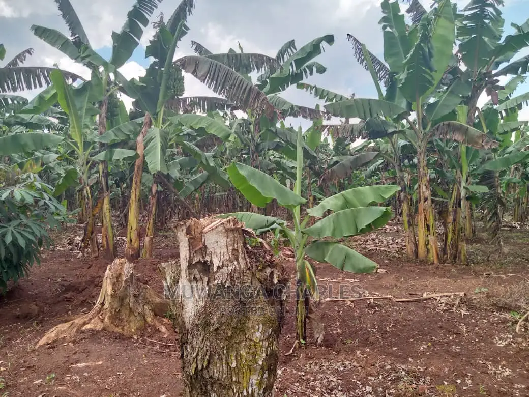 3acres of Land for Sale in Zirobwe Wakatayi in Central Division