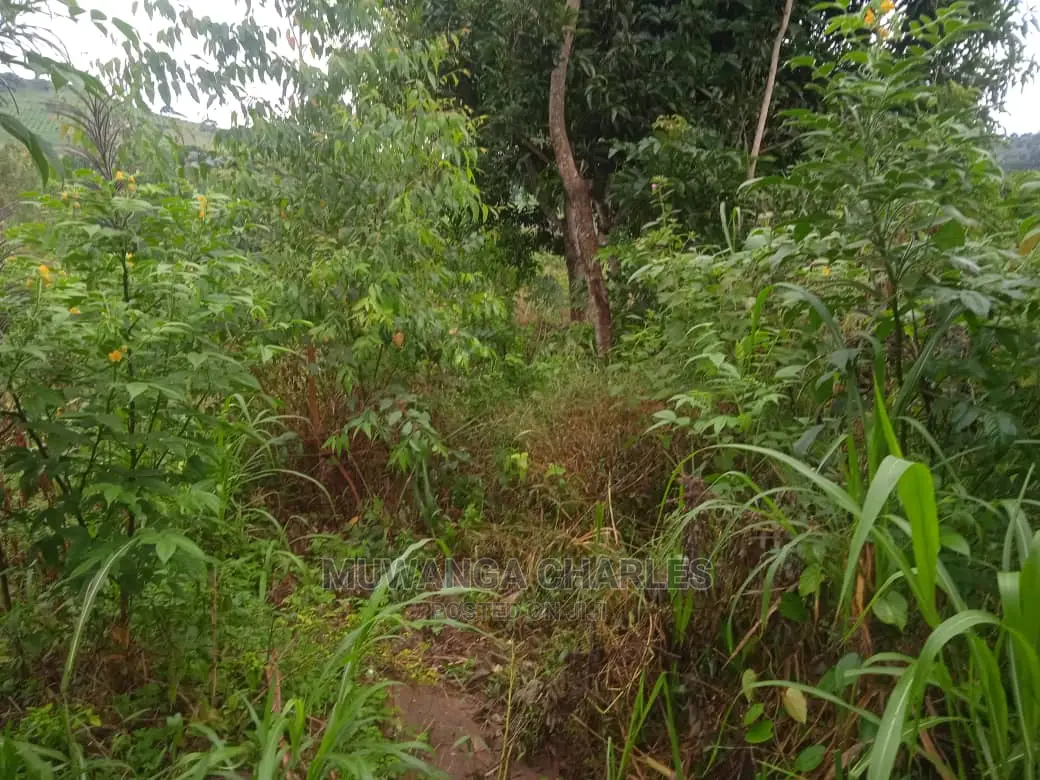 Land for Sale in Luwero Kamira in Central Division