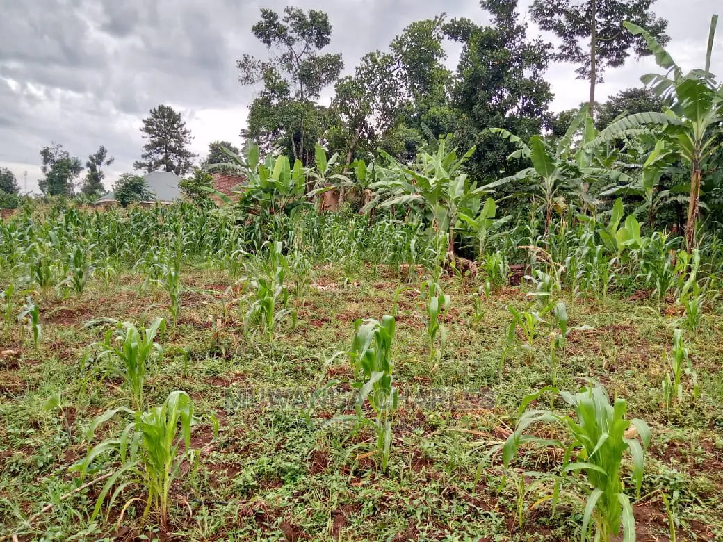 12decimals Plot in Gayaza Kabubu for Sale in Central Division