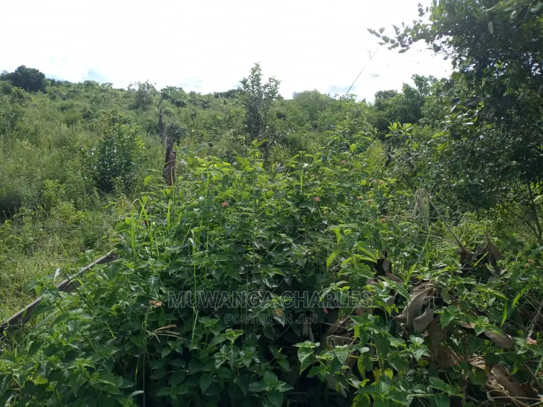 55acres of Land for Sale at Luwero Kabunyata in Central Division