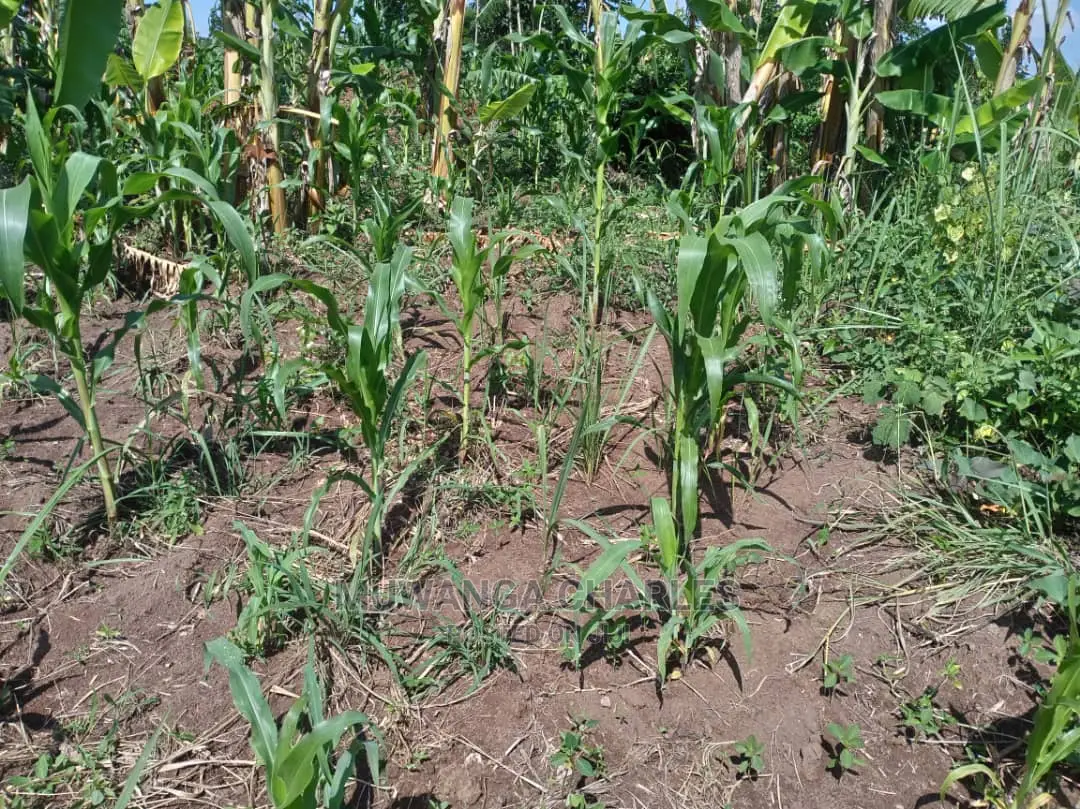 55acres of Land for Sale at Luwero Kabunyata in Central Division