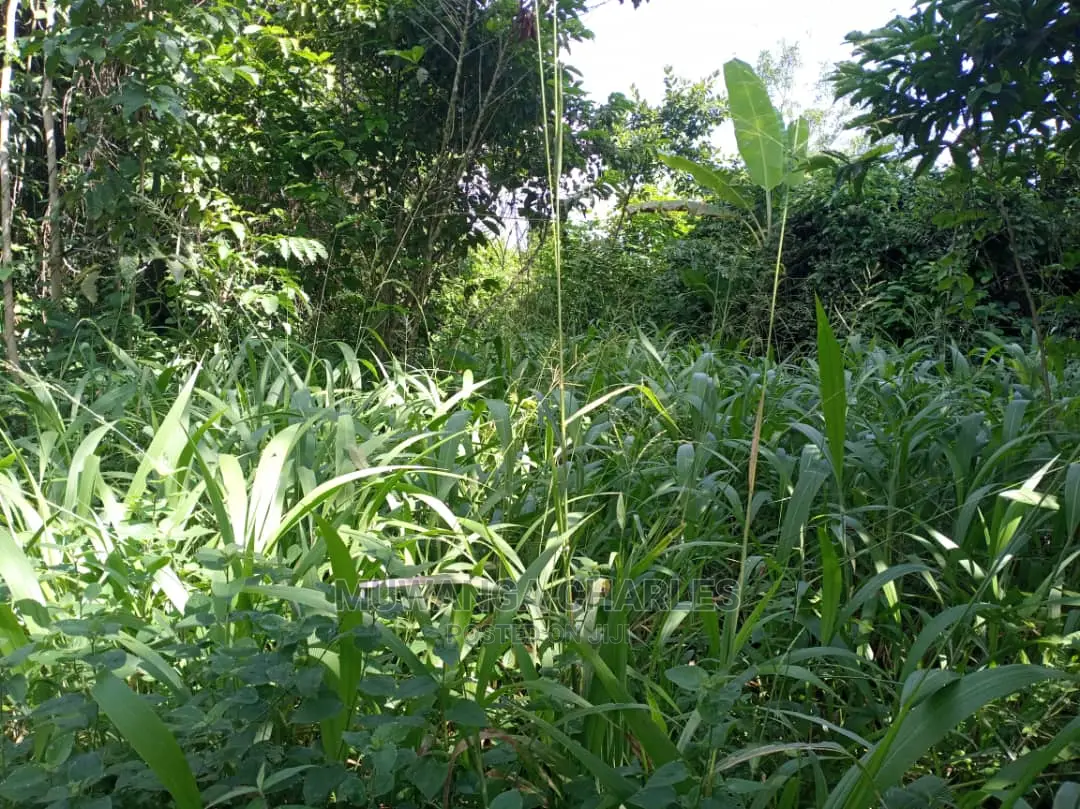 55acres of Land for Sale at Luwero Kabunyata in Central Division