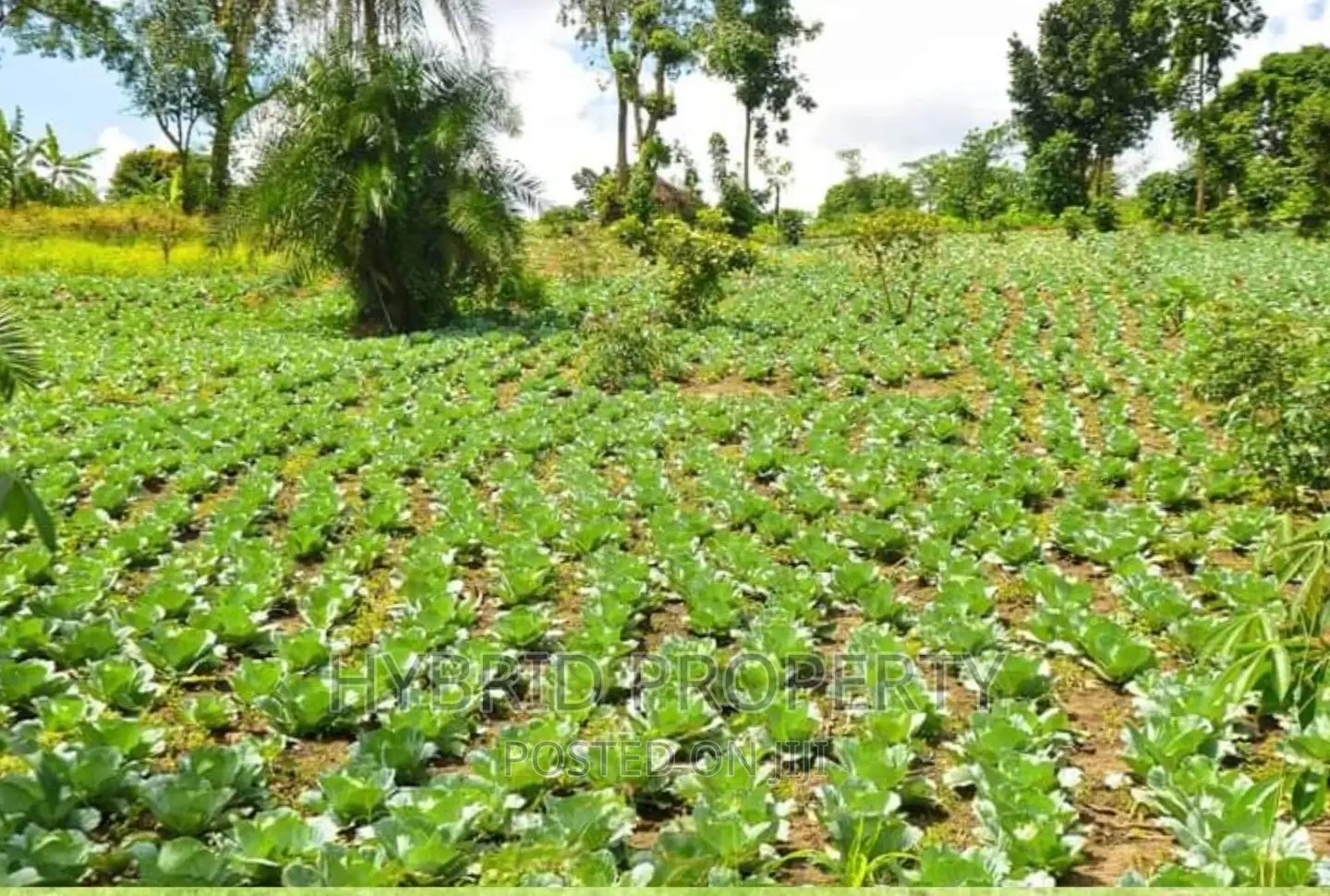 50acres of Farm Land for Sale at Bukomero Kateera~Hoima Road in Bukomero
