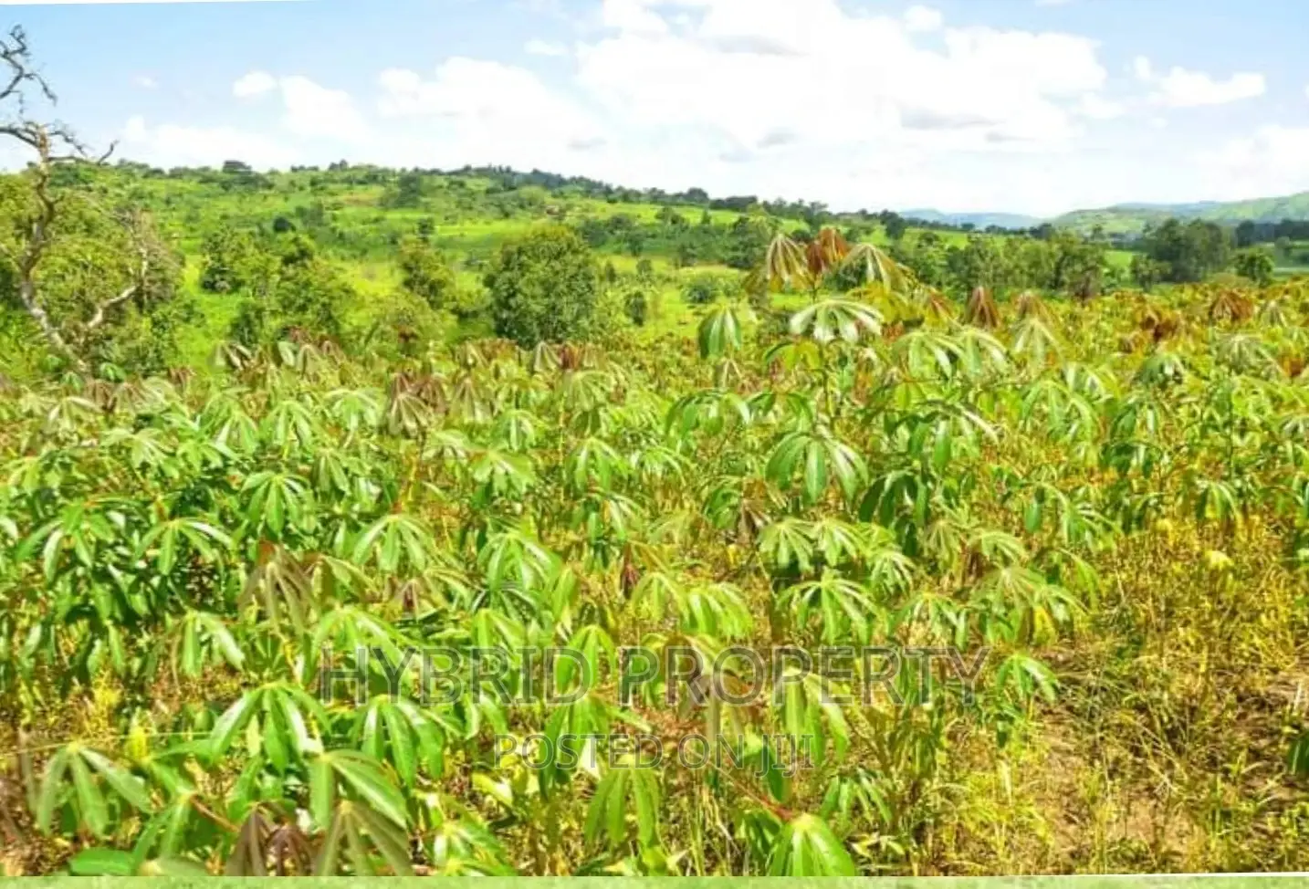 50acres of Farm Land for Sale at Bukomero Kateera~Hoima Road in Bukomero