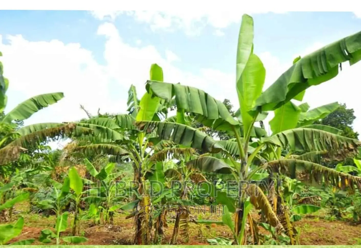 50acres of Farm Land for Sale at Bukomero Kateera~Hoima Road in Bukomero