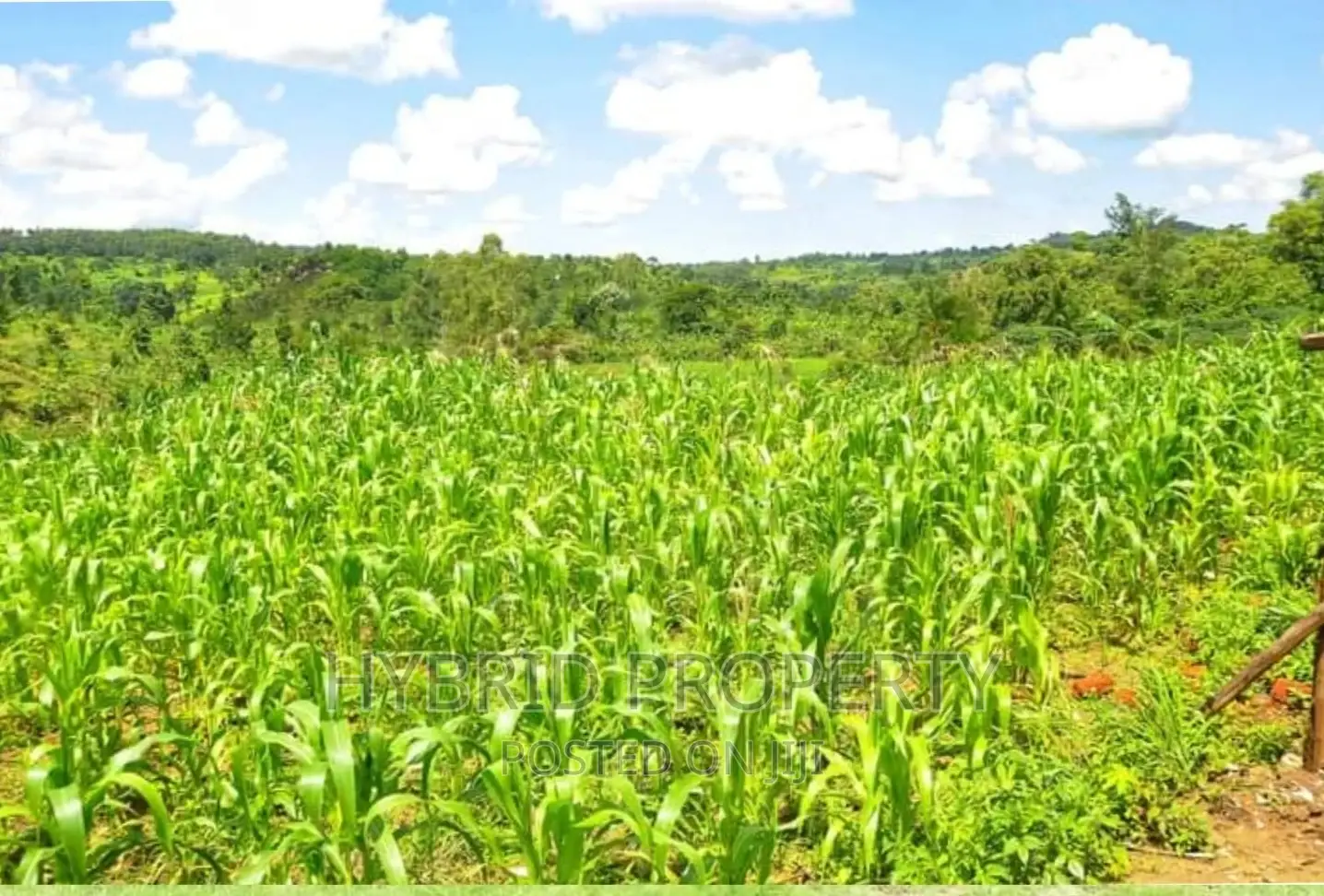 50acres of Farm Land for Sale at Bukomero Kateera~Hoima Road in Bukomero