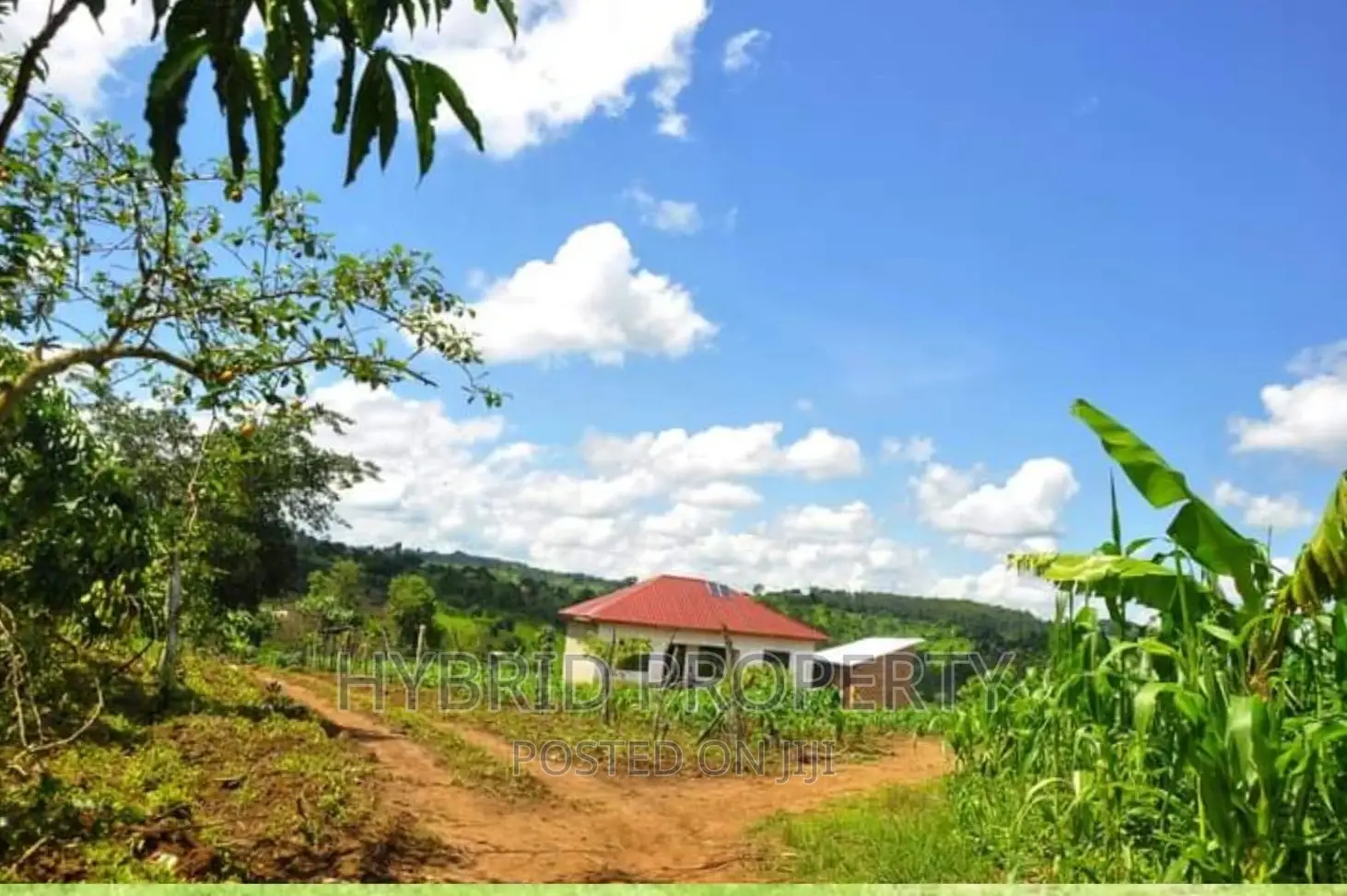 50acres of Farm Land for Sale at Bukomero Kateera~Hoima Road in Bukomero