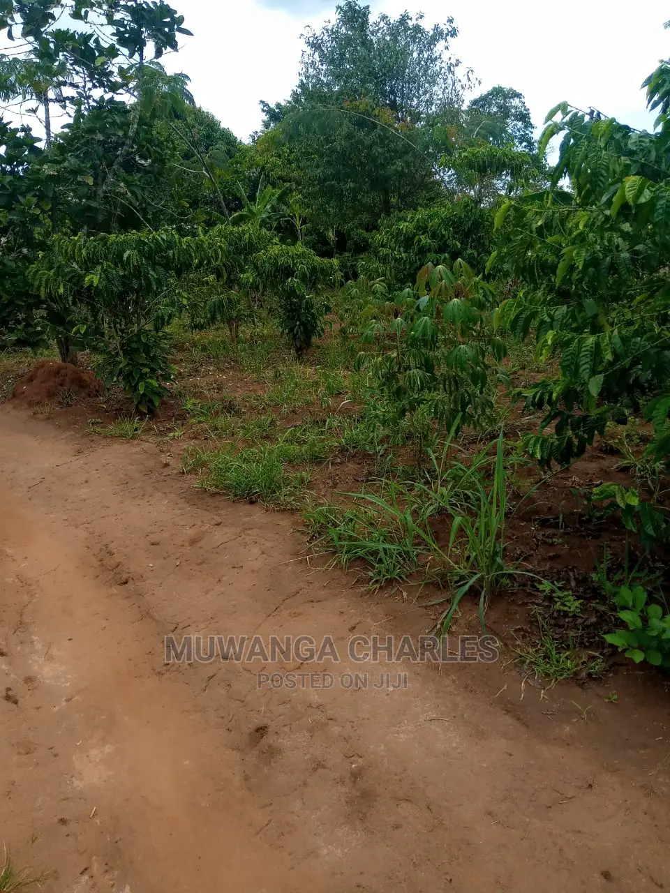 4acres of Land for Sale Zirobwe Tongo in Central Division