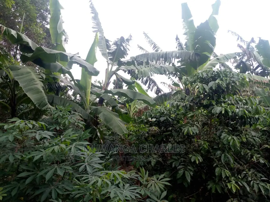 5acres for Sale at Kikyusa in Kikyusa