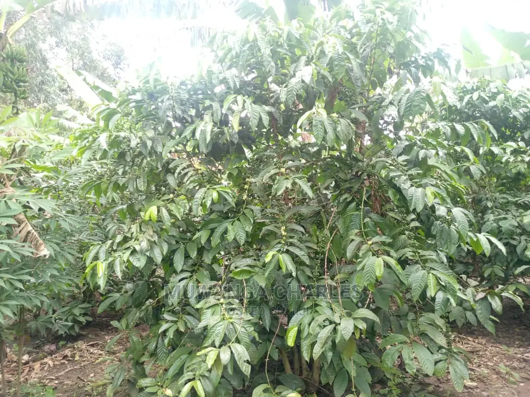 5acres for Sale at Kikyusa in Kikyusa