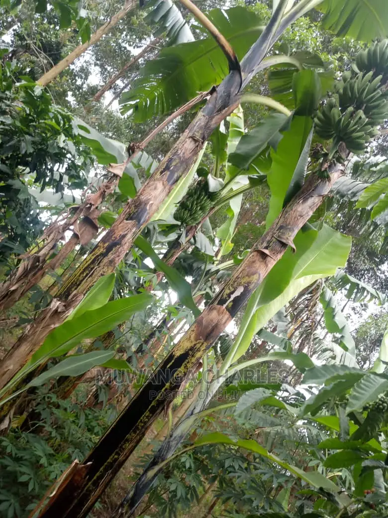 5acres for Sale at Kikyusa in Kikyusa