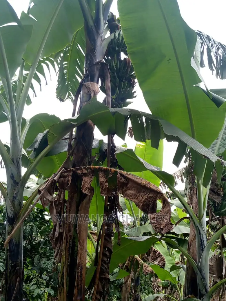 5acres for Sale at Kikyusa in Kikyusa